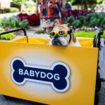 babydog in branded cart